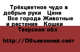 Трёхцветное чудо в добрые руки › Цена ­ 100 - Все города Животные и растения » Кошки   . Тверская обл.